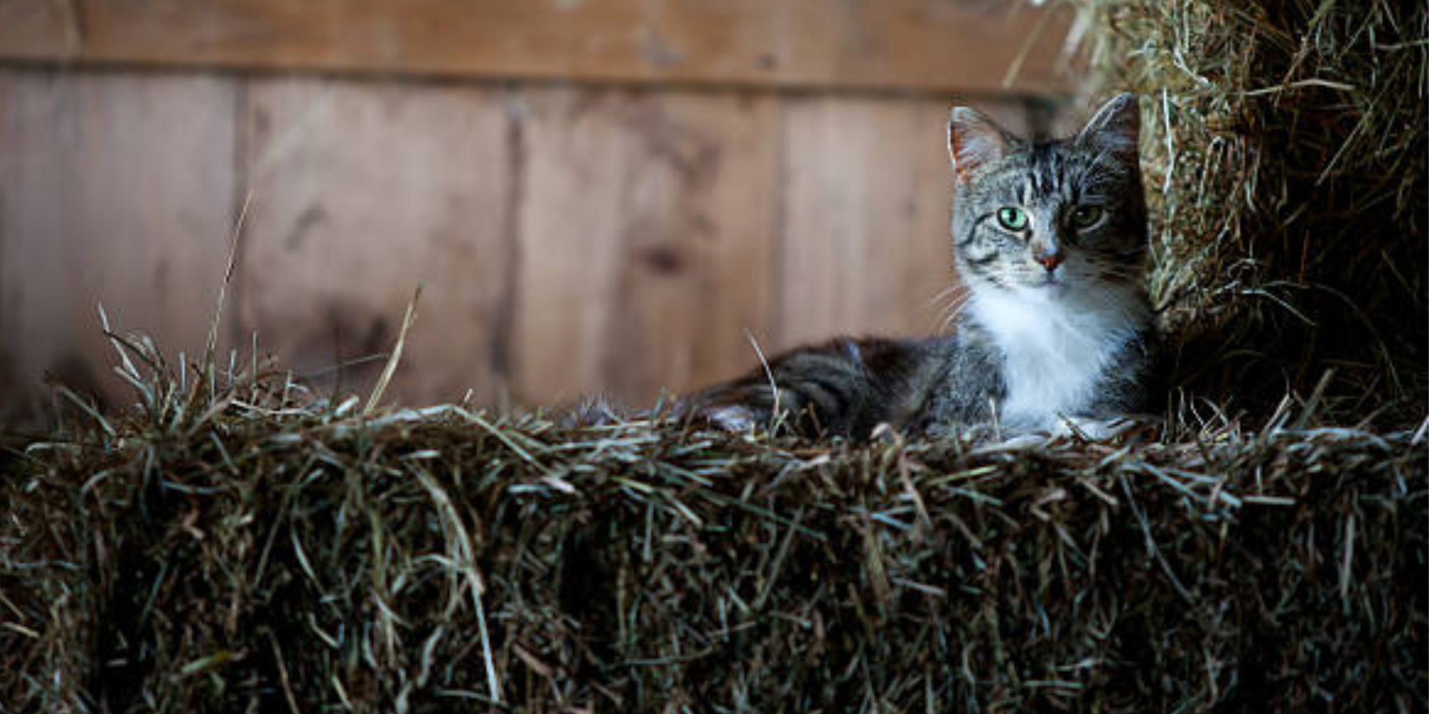 Barn Cat Adoption – Hamilton County Animal AdvoCATes
